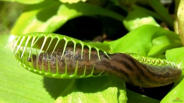 Венерина Мухоловка. Цветок Хищник Который Ловит Насекомых смотреть онлайн