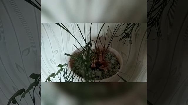 Богомол Мира отложила оотекуАрсений lifeArseniy life