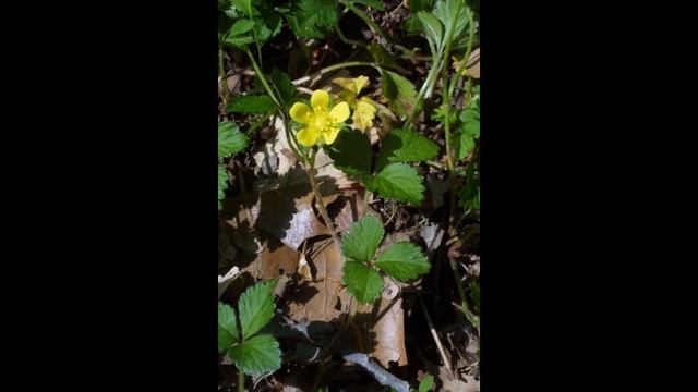 ДЮШЕНЕЯ (DUCHESNEA) сем. Розоцветные смотреть онлайн