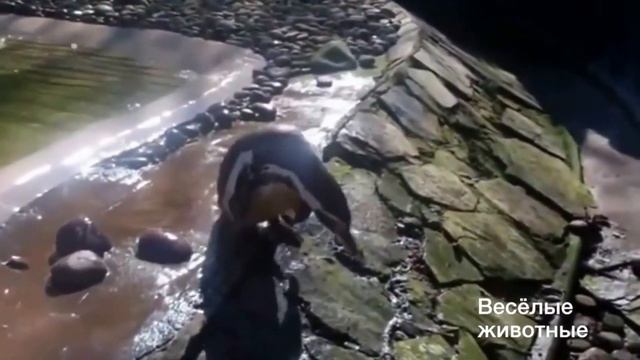 Южный полюс и веселые пингвины.