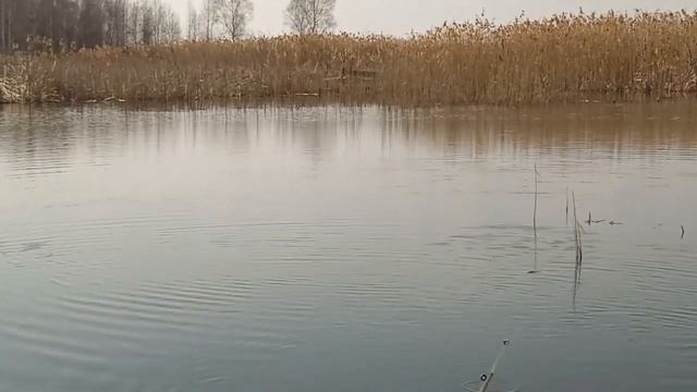 ПЛОТВА НА УДОЧКУ/Не Успеваю Ловить Одна за Другой/ РЫБАЛКА НА ПОПЛАВОК ВЕСНОЙ 2023. смотреть онлайн