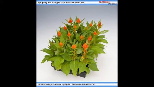 Hạt hoa mào gà lửa, cây lùn смотреть онлайн