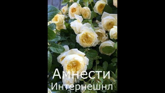Пришли розы из питомника Полины Козловой! В подарок роза Ла Вилла Котта!