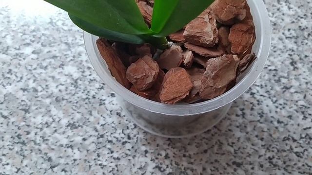 Посадка деточки орхидеи Leco Fantastic. ??? смотреть онлайн