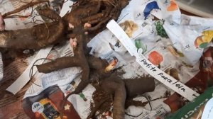 ПОСЫЛКА С ПИОНАМИ 2021 год (6 СОРТОВ В КОЛЛЕКЦИЮ).