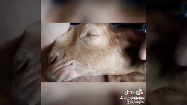 Восточные козы. Гулаби. Нубийцы. Милые козлята. Якутск.КФХ Гвиниашвили. Сказочная долина. смотреть онлайн