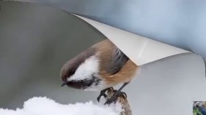 Голоса птиц: сероголовая гаичка