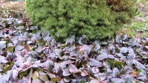 Живучка (Аюга) - красивый почвопокровный многолетник для вашего сада