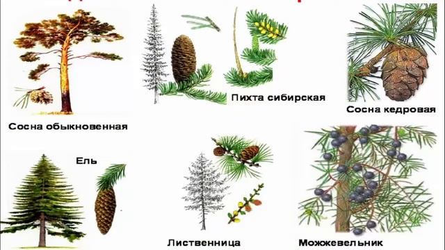 Тест голосеменные растения 7 класс