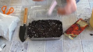 Как посадить японскую айву Henomeles из семян зимой. Вы будете в восторге от этого варенья!