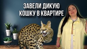 Сервал по имени Наташа 🐆