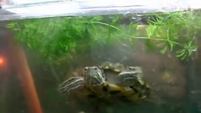 лоток для яиц красноухих черепах смотреть онлайн