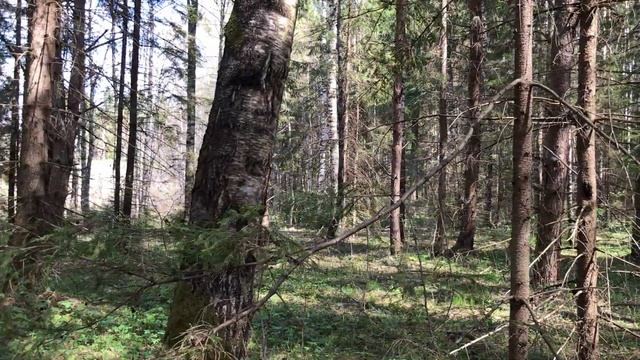 Участки в хвойном лесу. Закрытый поселок Криушкино. Озеро Плещеево. Переславль-Залесский