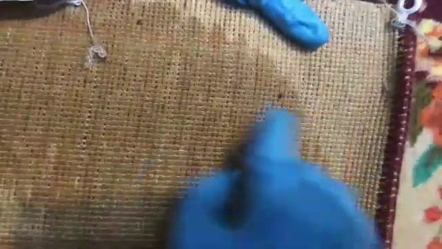 Могут ли постельные клопы прятаться за настенными коврами?