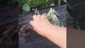 Клубнику перекормила? Или ЧТО?