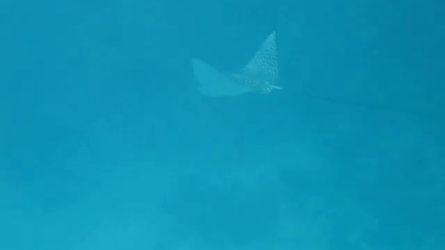 Eagle ray at Soma Bay - Egypt