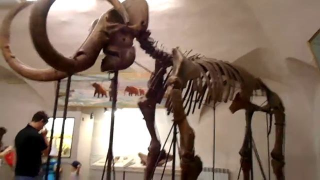 Скелет мамонта The Skeleton Of A Mammoth