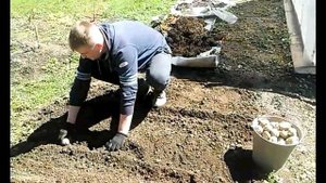 посадка картофеля под сено