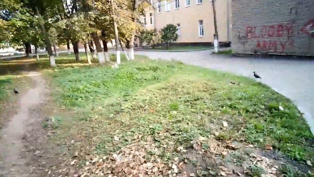 Едем к хирургу на приём. Зоомагазин с чудесными животными. смотреть онлайн