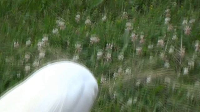 Sony DSC-HX300 Heron was killing two catfishes. смотреть онлайн