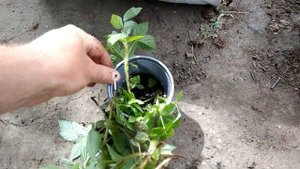 Летний способ размножения малины