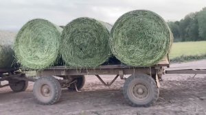 Засуха: как быть с кормами?