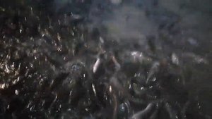 Кормление африканского клариевого сома куриным фаршем.день 77