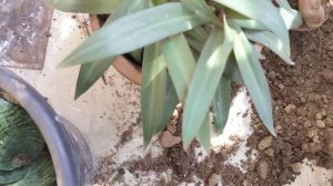 🔴 How Repoting Rhoeo Discolour plant in a big Terracotta Pot #video#5