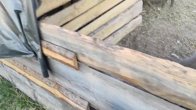 РУЧНЫЕ ПОРОСЯТА смотреть онлайн