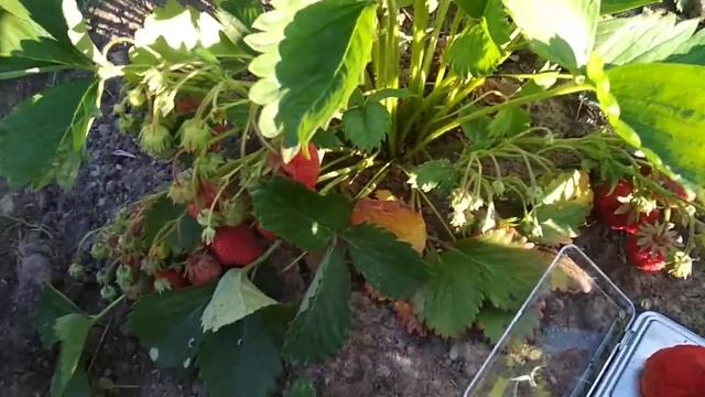 Сорт клубники Кипча. Выращивание клубники Кипча в Сибири.