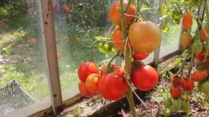 Сорт -"БОЛЬШАЯ МАМОЧКА". Томаты от Фёдора.