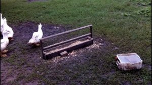 РАСТИМ ВМЕСТЕ... МУЛАРДОВ//Ч.11 УТКАМ 7 НЕДЕЛЬ  РАСТЕМ