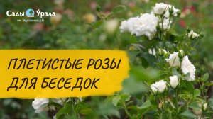 Плетистые розы: видеообзор