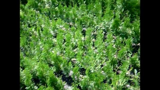 Туя западная колоновидная Колумна 4-ёх летка (осень 2017) смотреть онлайн