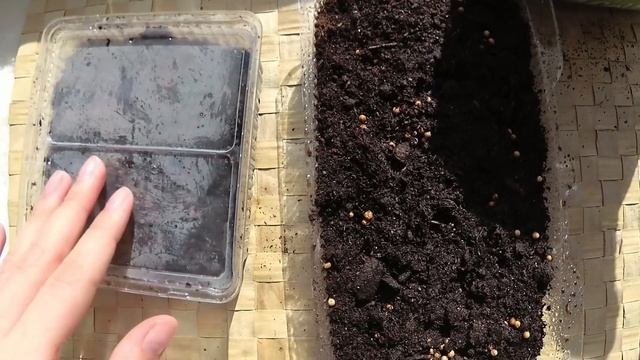 Вырастила микрозелень у себя дома на подоконнике. Приготовила салат и завтрак.