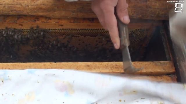 СТАВИМ ВТОРЫЕ КОРПУСА - ПОДГОТОВКА К ВЫВОДУ ПЧЕЛИНЫХ МАТОК И ПЧЕЛИНЫХ ОТВОДКОВ. ДЛЯ НАЧИНАЮЩИХ смотреть онлайн