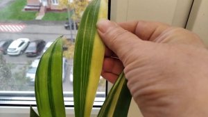 Мои сансевьеры: остатки роскоши. Муншайн мутант, Синегамбика вариегатная, Ханни.