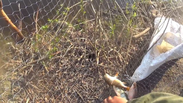 Этого САЗАНА мы ждали целый день... ПЕРЕЗАЛИВ УДАЛЁННОГО РОЛИКА. Рыбалка на паук-подъёмник