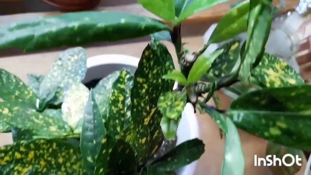 Комнатные растения в декабре, часть 2 смотреть онлайн