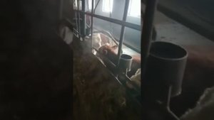 Забой быков 40 голов. Мясо пойдёт на экспорт. коровы, быки, телята.