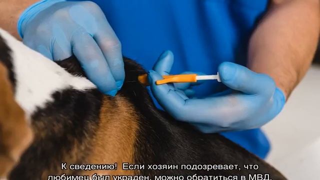 Как найти собаку по чипу и проверить его в базе смотреть онлайн