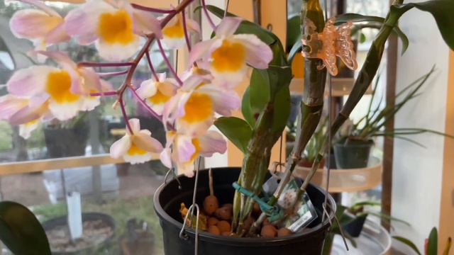 Dendrobium Farmeri смотреть онлайн