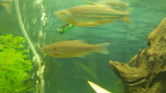 Green Brochis & Friends смотреть онлайн