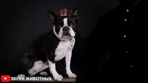 ЗВУК СОБАК - КАК СОБАКА ЛАЕТ - ДОМАШНИЕ ЖИВОТНЫЕ.МАЛЕНЬКИЕ ЩЕНКИ ГАВКАЮТ.ЛАЮЩИЕ СОБАЧКИ.ЩЕНКИ СКУЛЯ