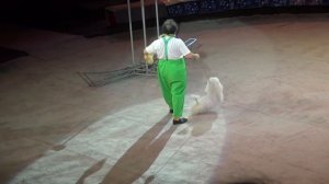 Цирк на Фонтанке Клоун с собачкой