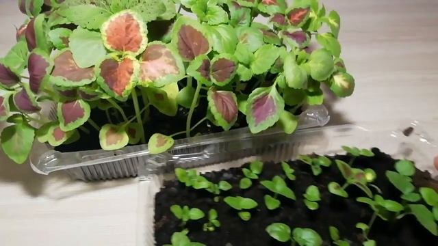 Мои колеусы. Уход. смотреть онлайн