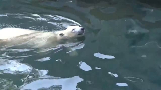 Ростик - мамин хвостик-2 смотреть онлайн