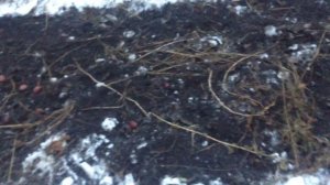 копаем картошку зимой