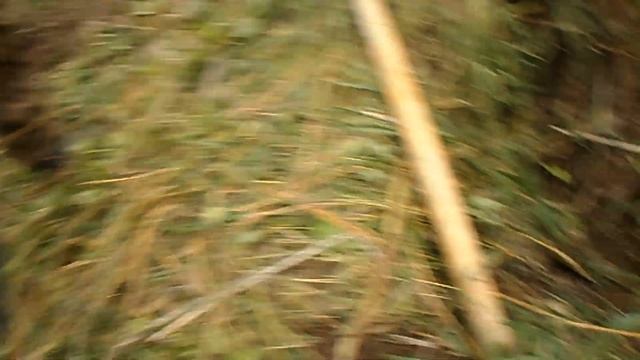 Охота на барсука с ягдтерьером. 2020г. смотреть онлайн