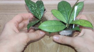 Распаковка посылки с хойями + еще 3 новинки довольно редкие!